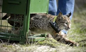A-lynx-born-in-captivity--009.jpg