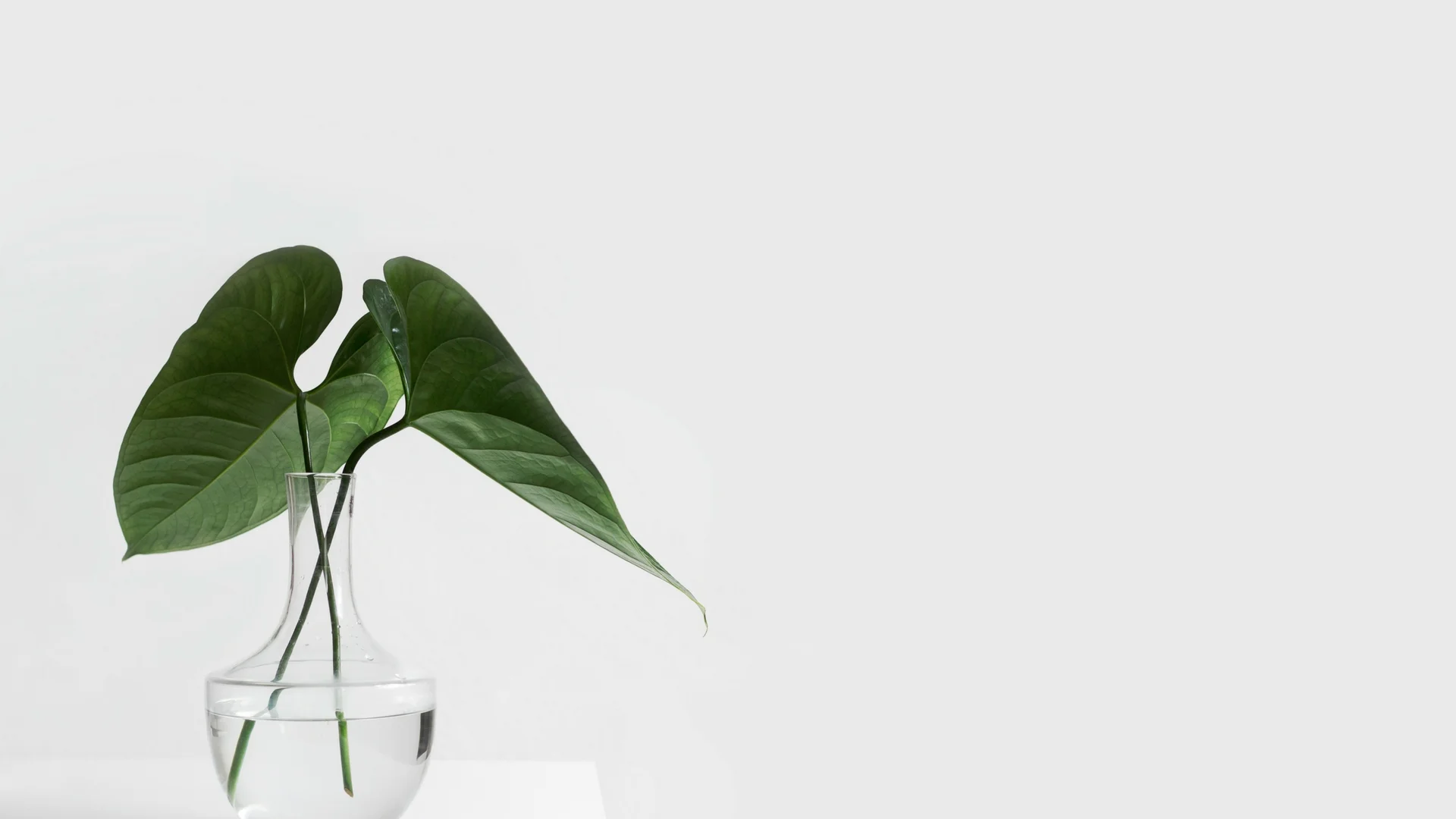 Banner Plant.jpg
