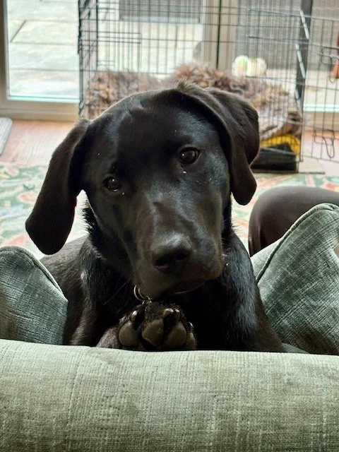 Good News!! More therapy on offer!