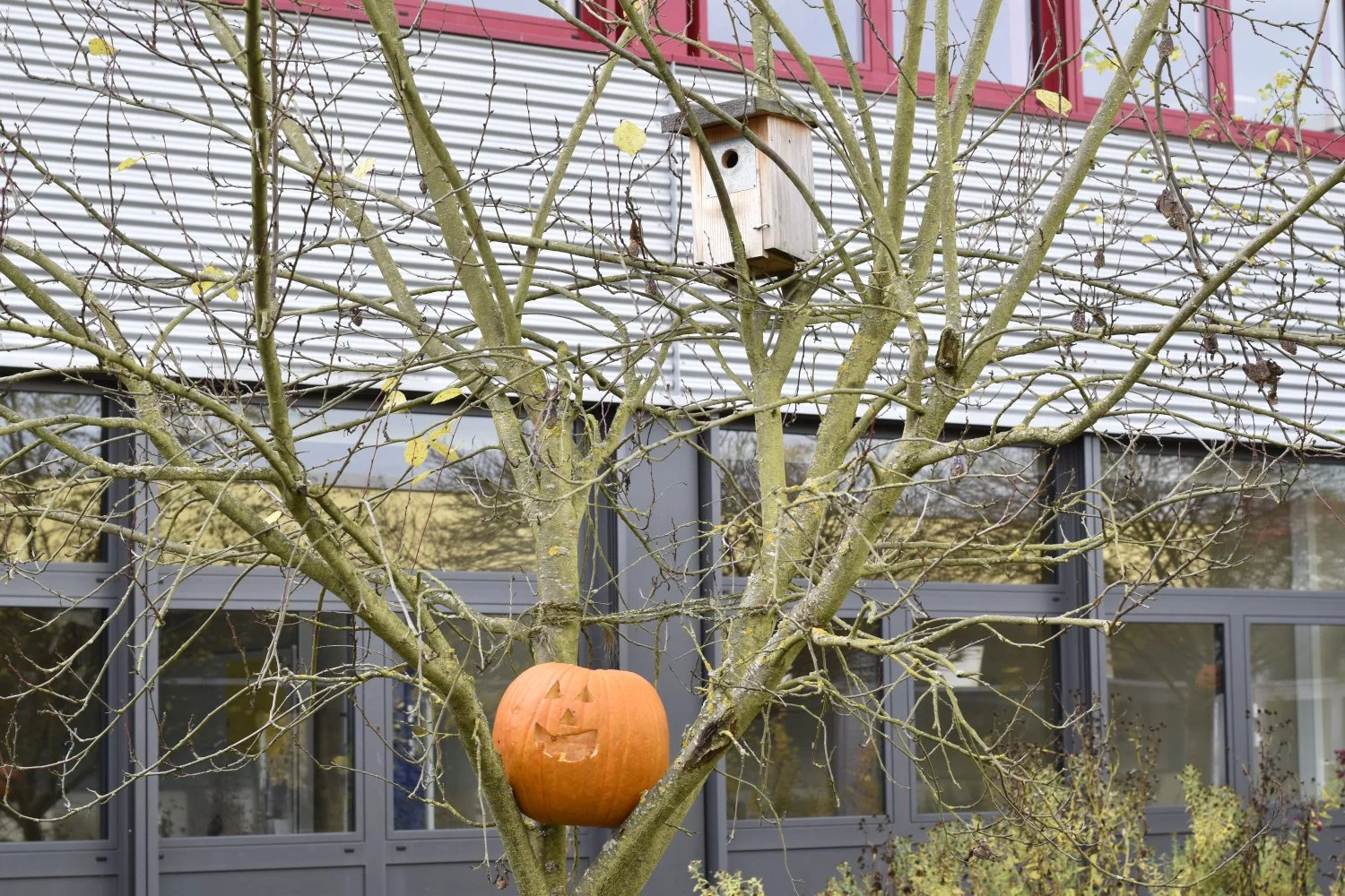 20211030 Hallowe_002.JPG