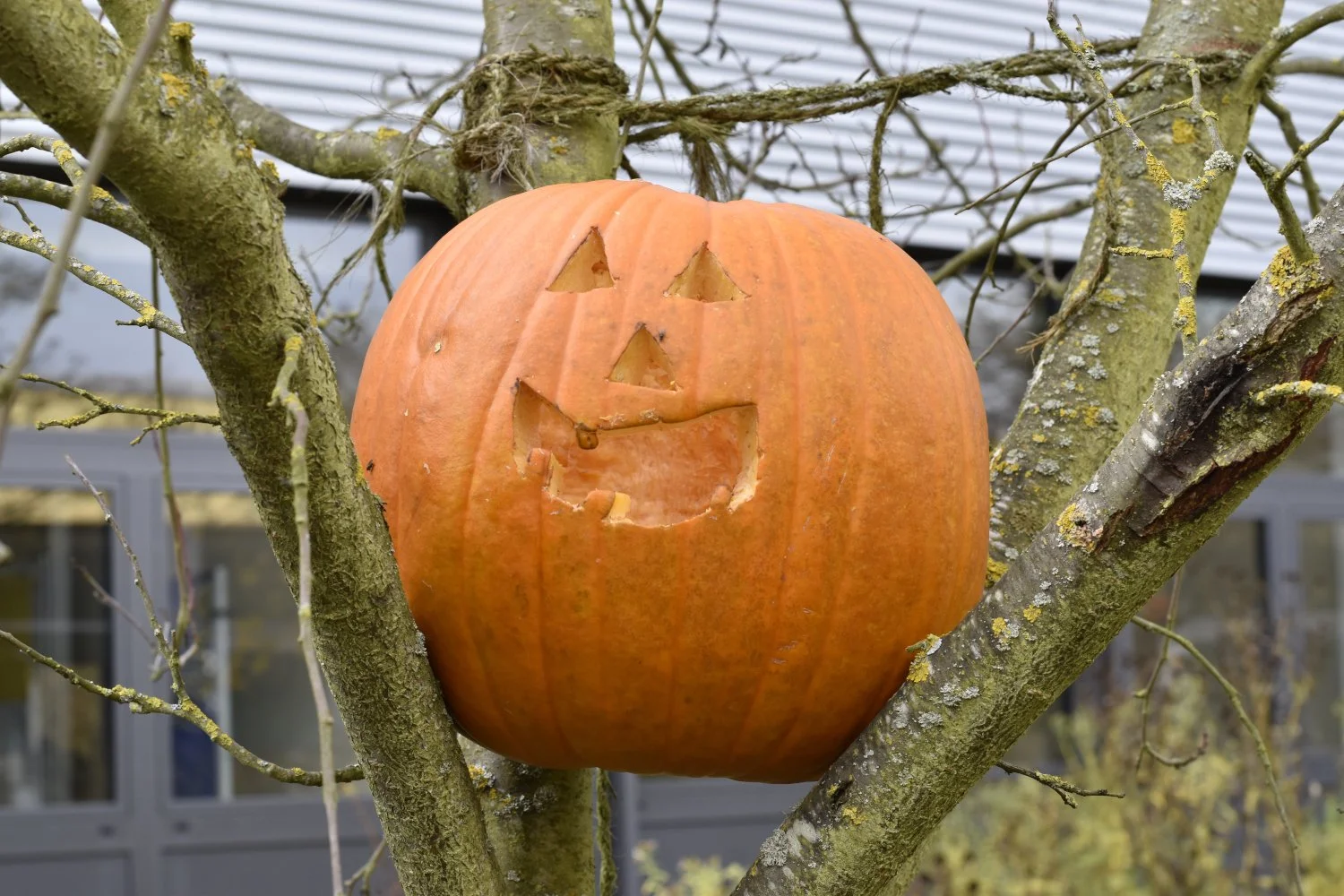 20211030 Hallowe_003.JPG