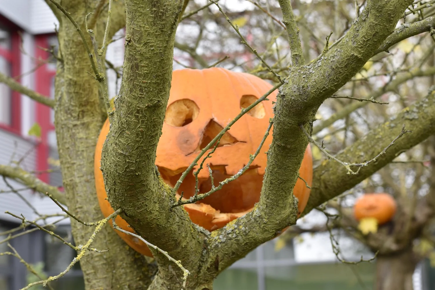 20211030 Hallowe_004.JPG