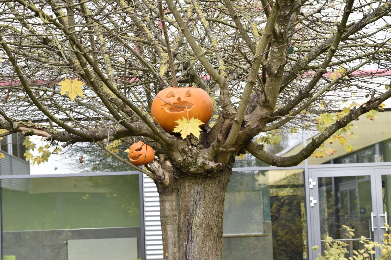 20211030 Hallowe_005.JPG