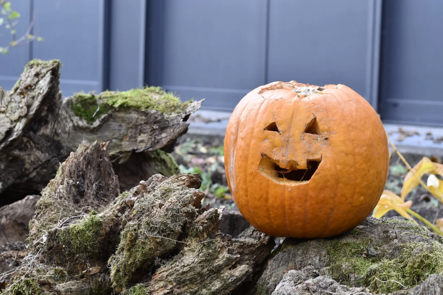 20211030 Hallowe_008.JPG