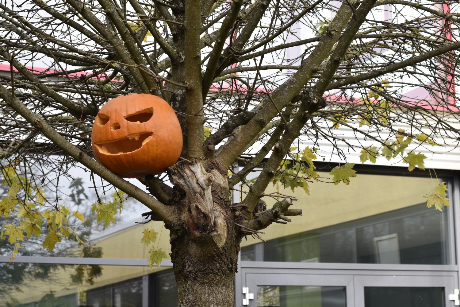 20211030 Hallowe_007.JPG