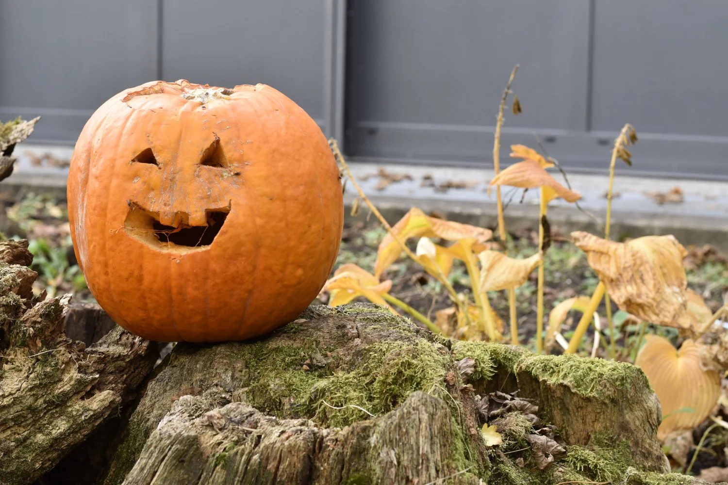 20211030 Hallowe_009.JPG