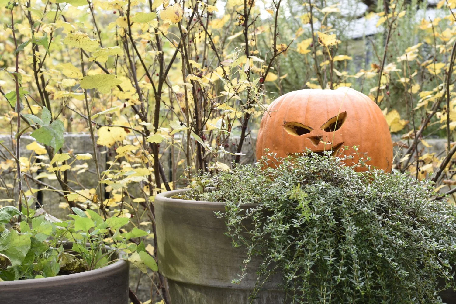 20211030 Hallowe_010.JPG