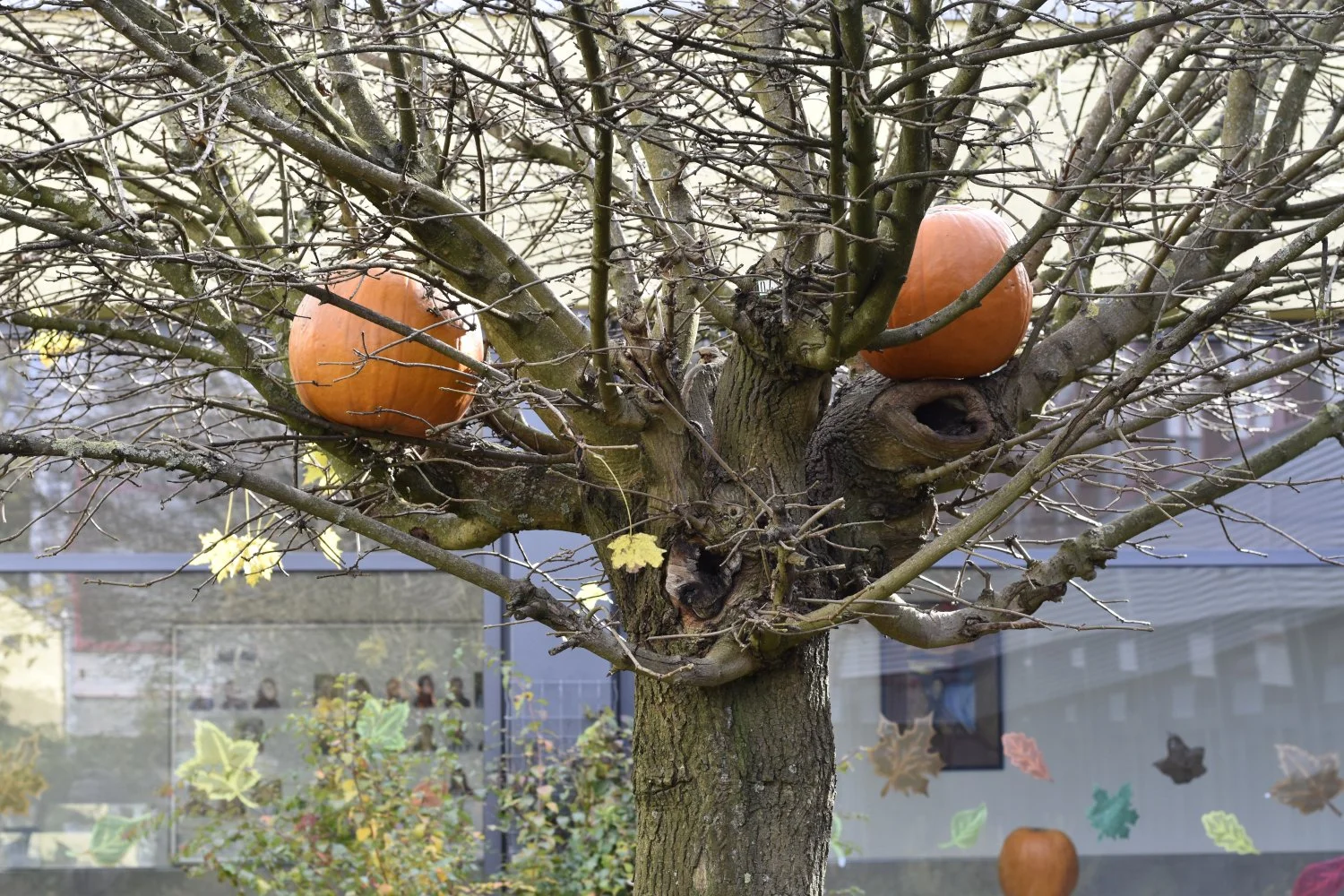 20211030 Hallowe_011.JPG