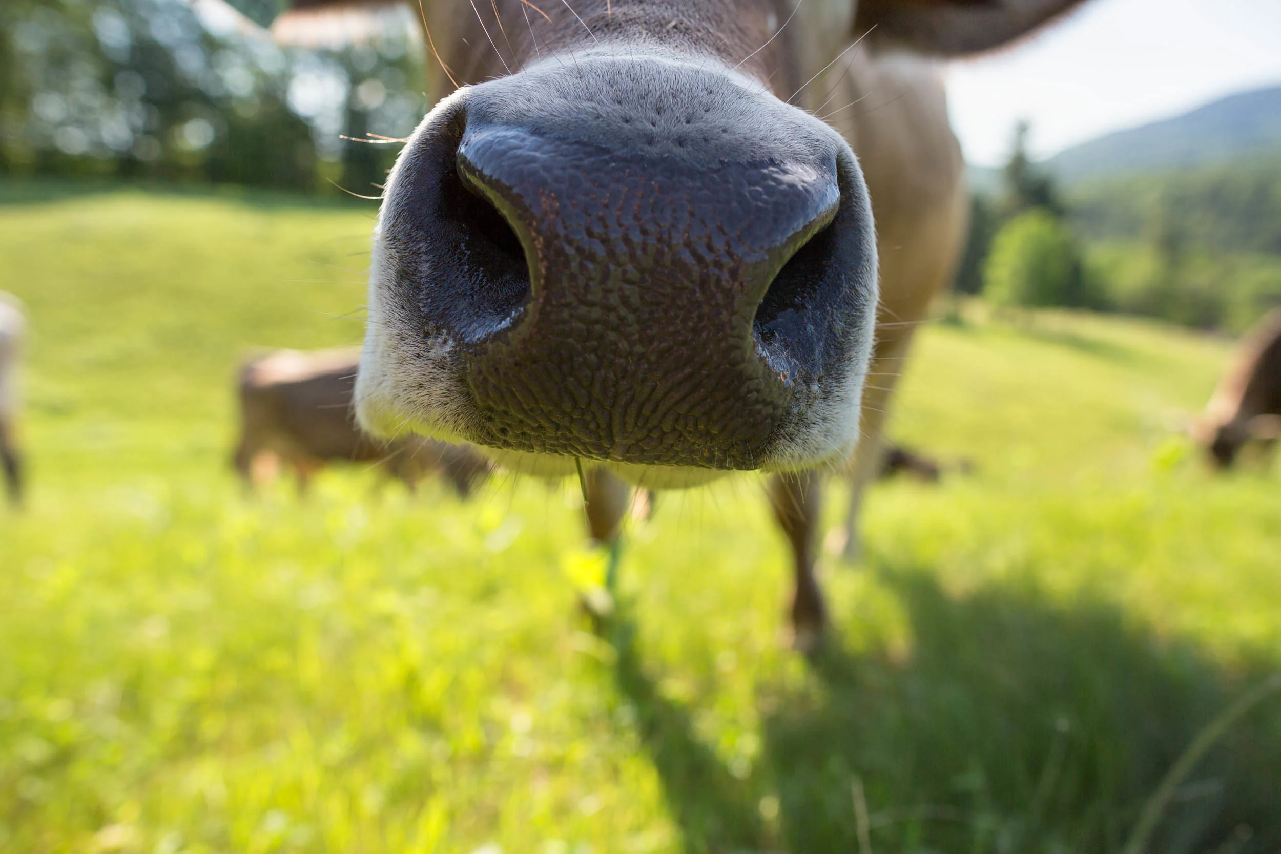 GALLERY — Sugar House Creamery