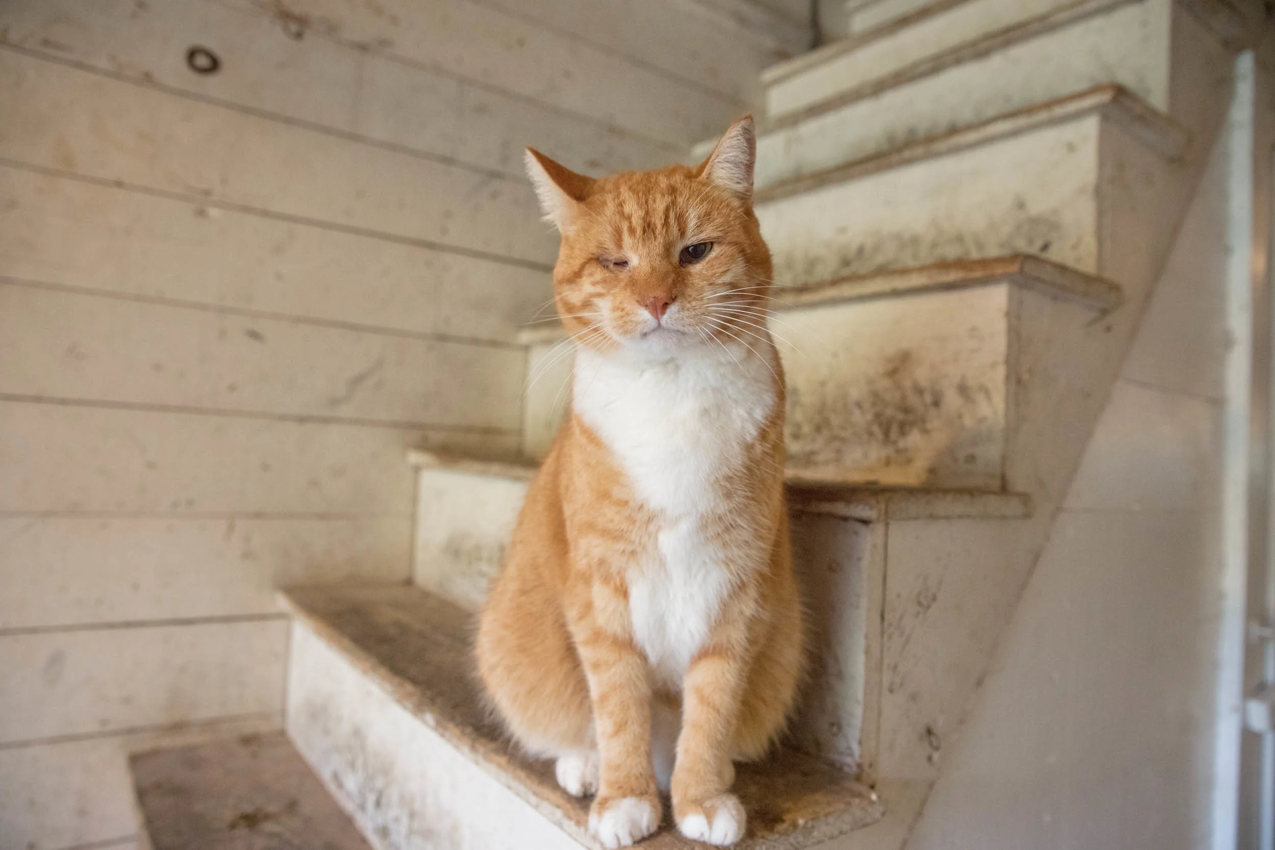 GALLERY — Sugar House Creamery