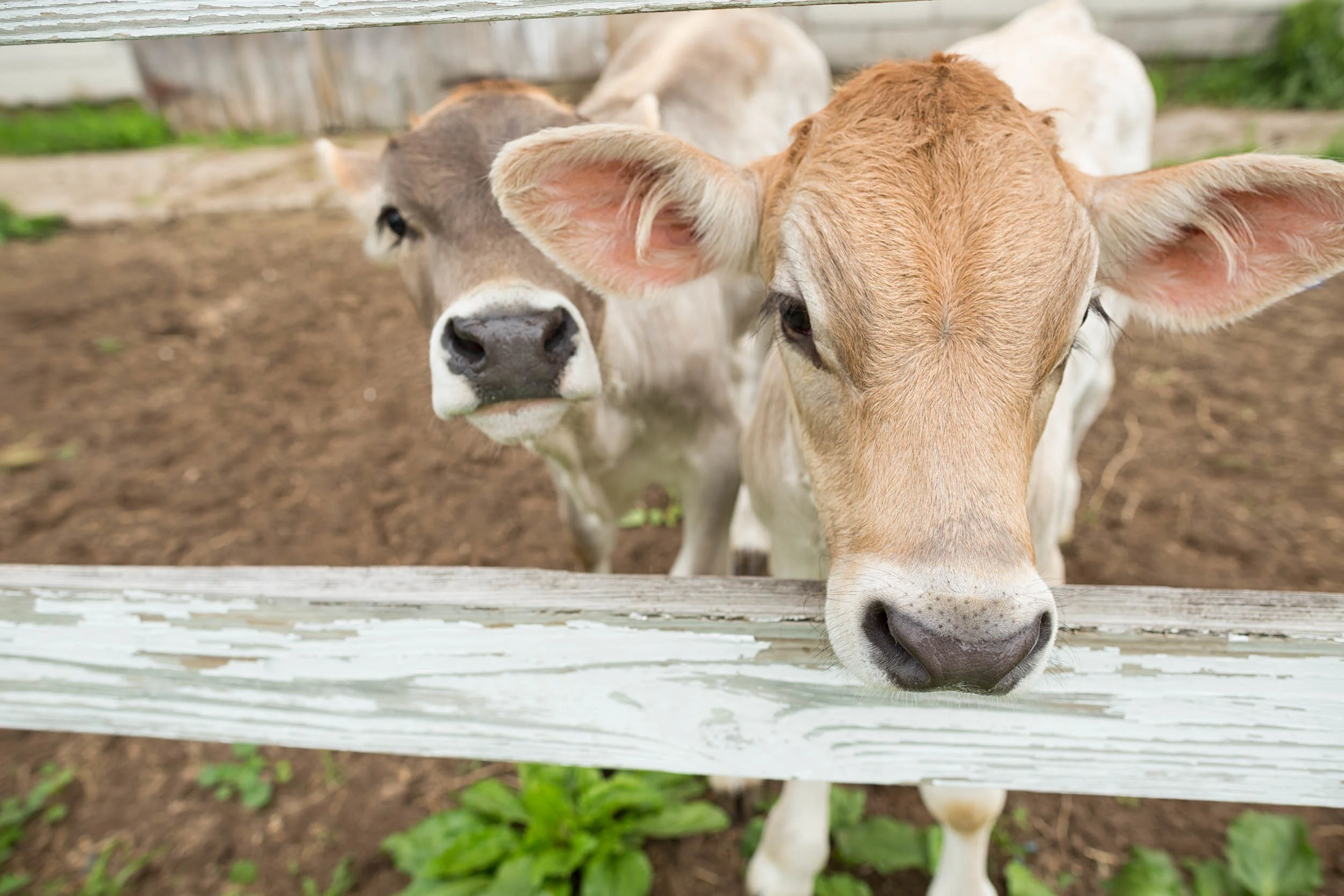 GALLERY — Sugar House Creamery