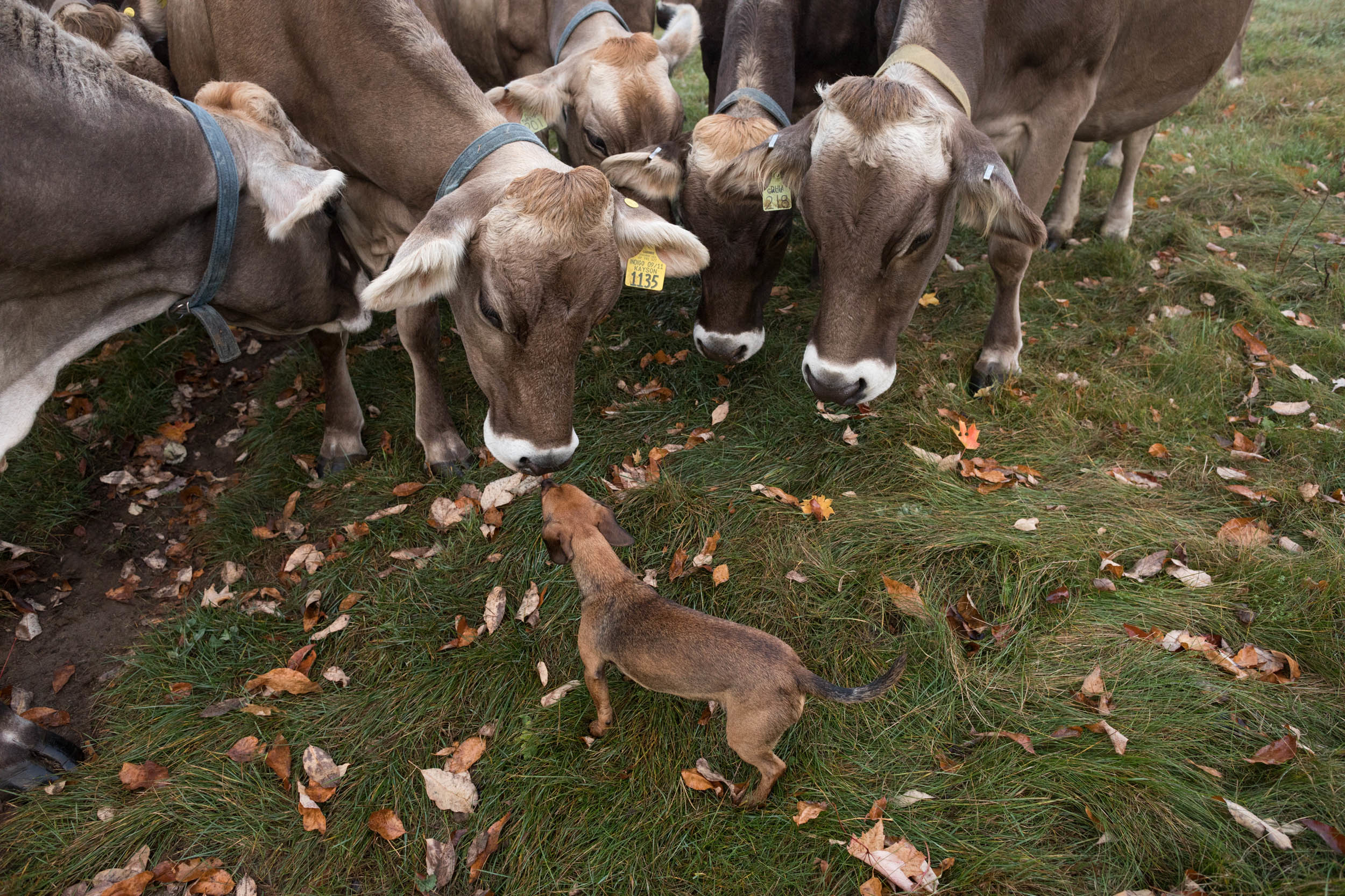 GALLERY — Sugar House Creamery