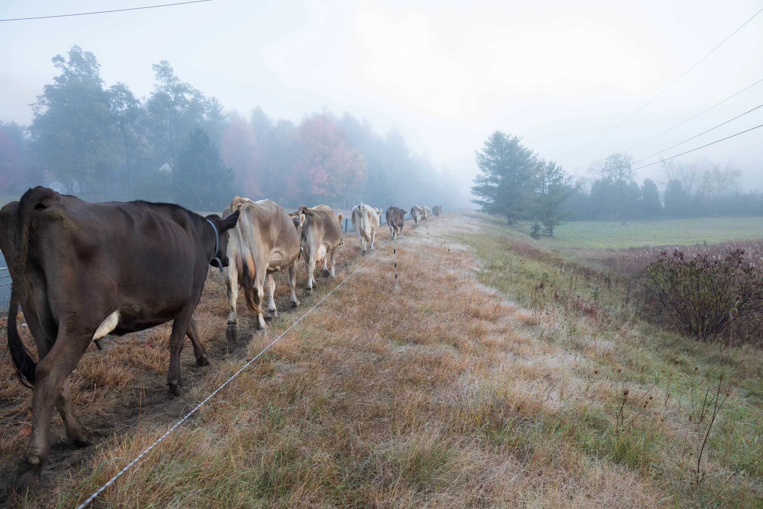 GALLERY — Sugar House Creamery