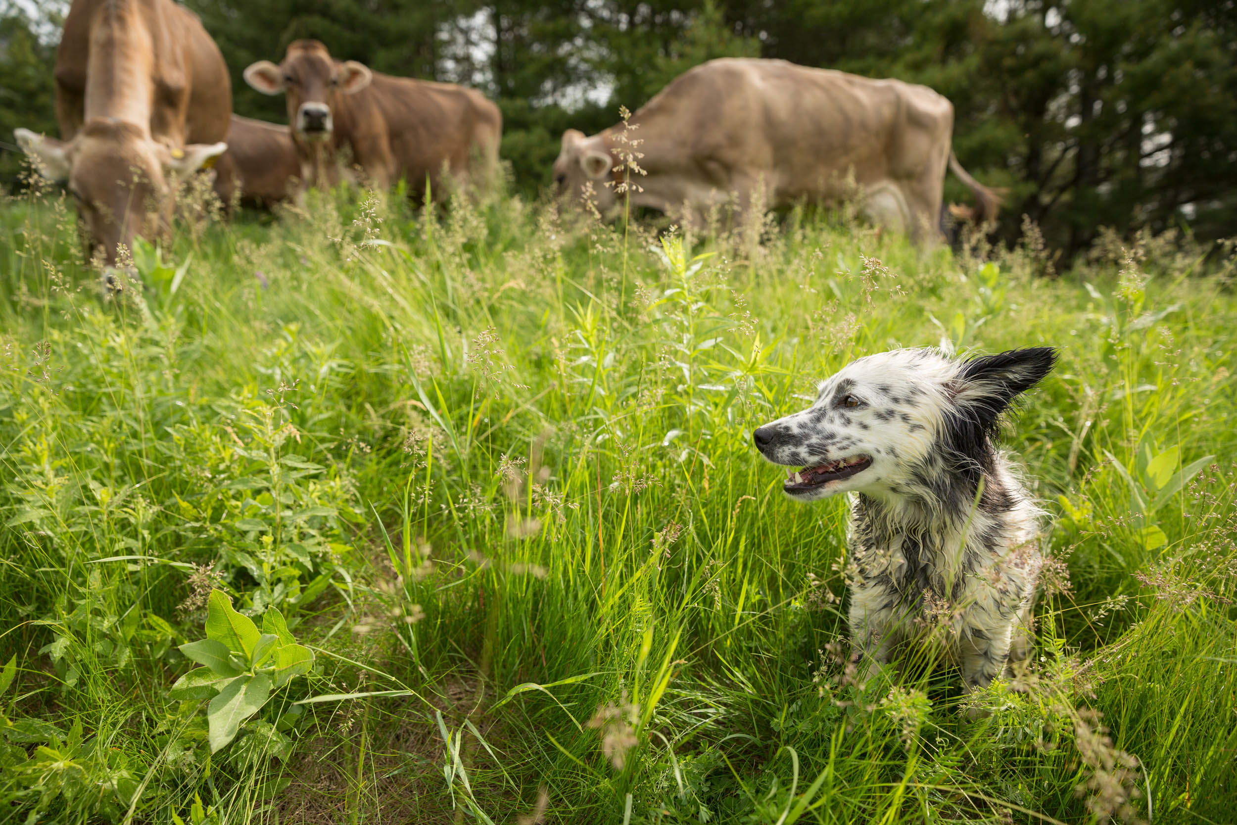 GALLERY — Sugar House Creamery