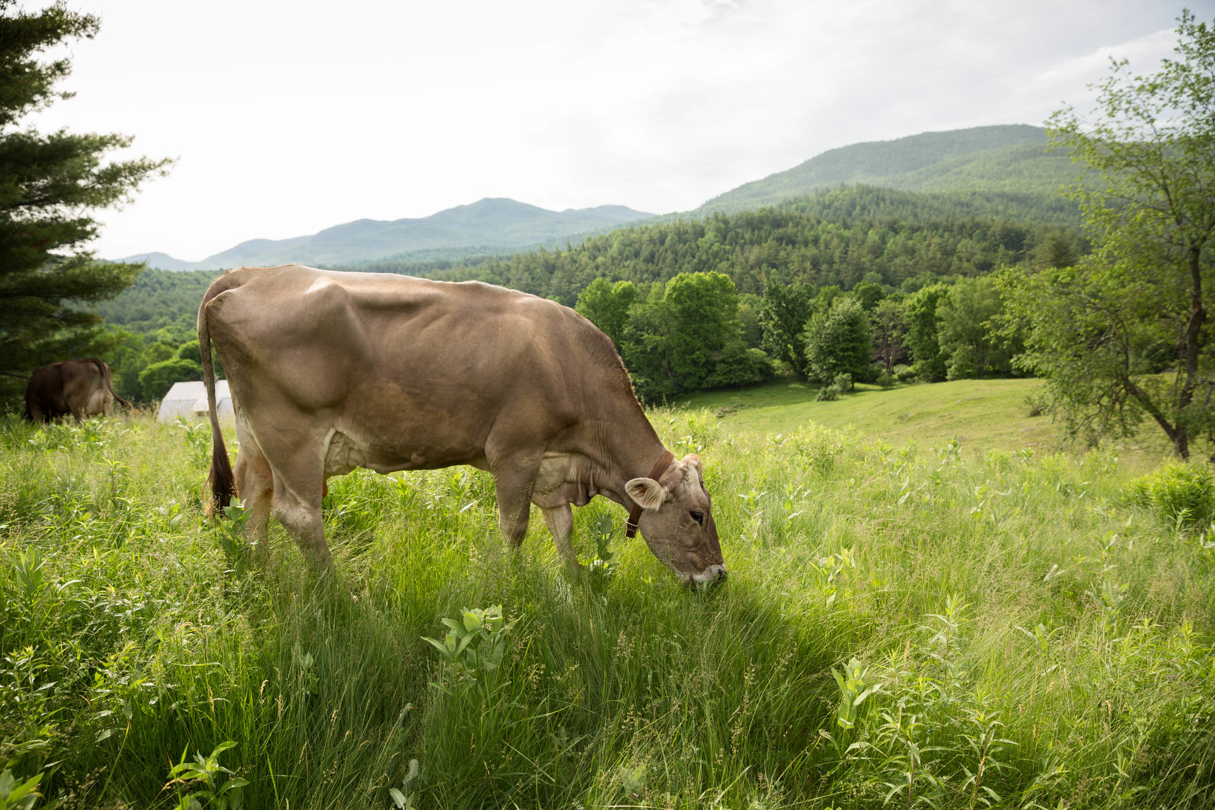 GALLERY — Sugar House Creamery