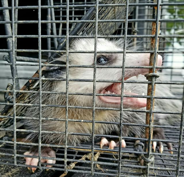 apex-wildlife-de-opossum.jpg