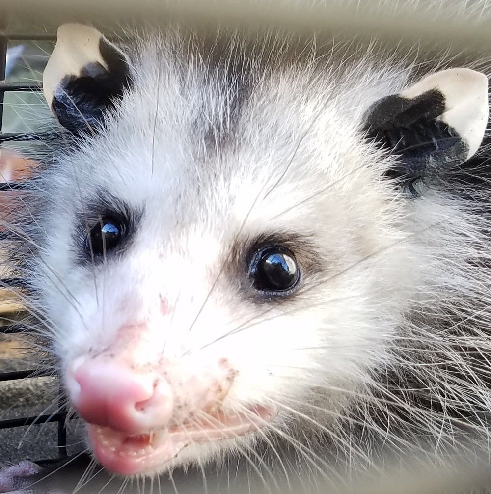 possum1.jpg