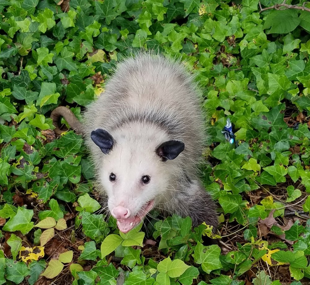 possum3.jpg