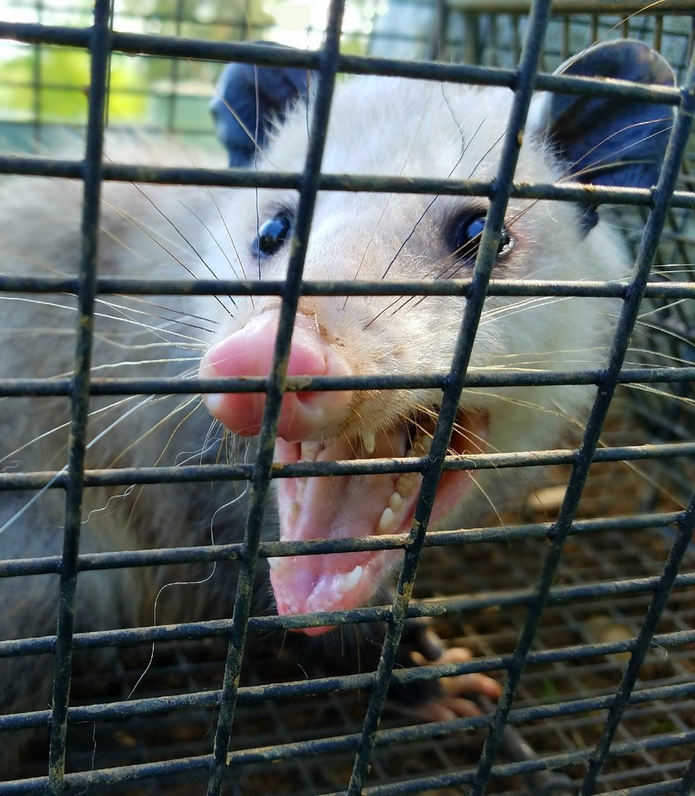 possum4.jpg