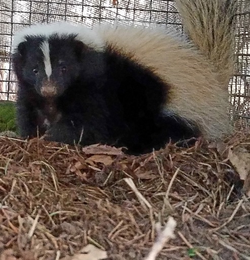 Info/News — Vance Wildlife Removal Delaware