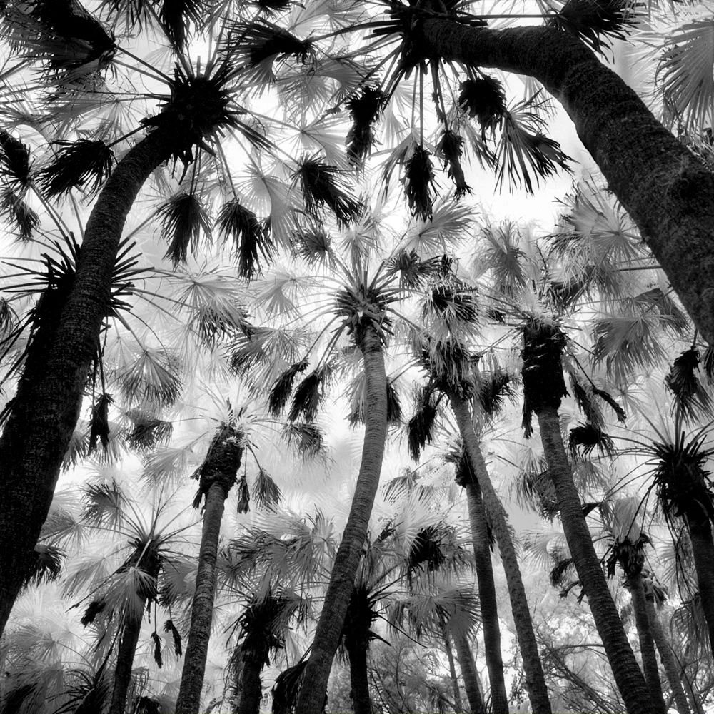 Primitive Florida