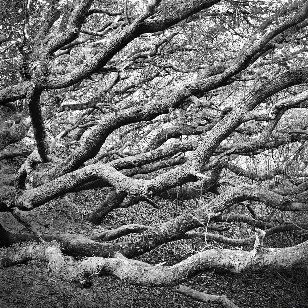 Jekyll Island Maritime Forest