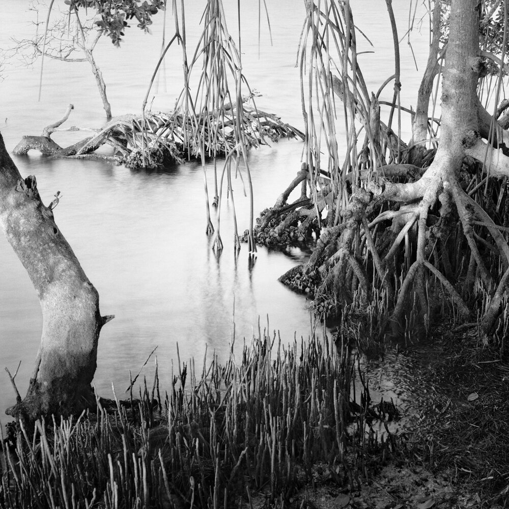 Mangrove Swamps