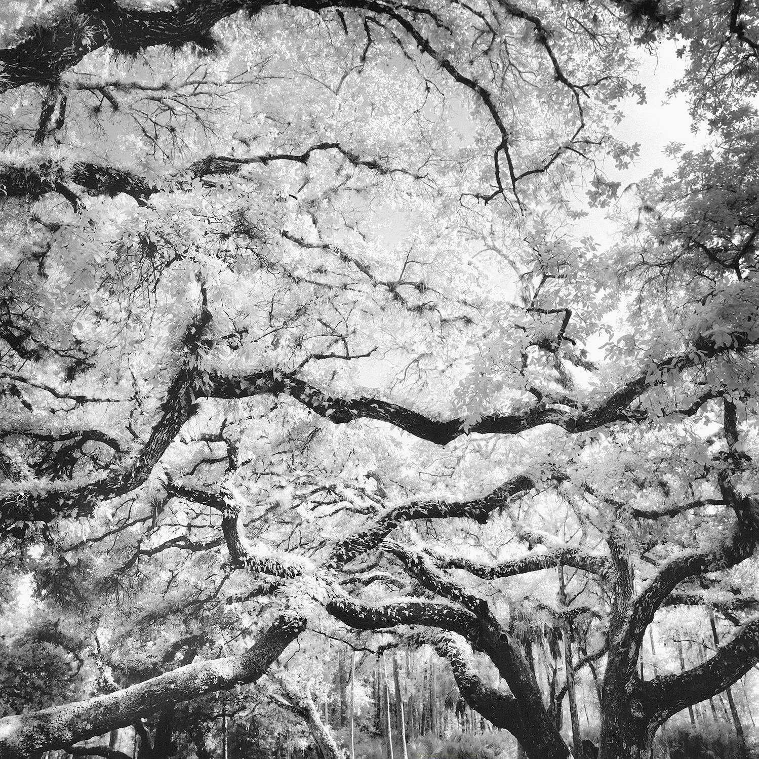 Oaks & Resurrection Ferns, Fisheating Creek