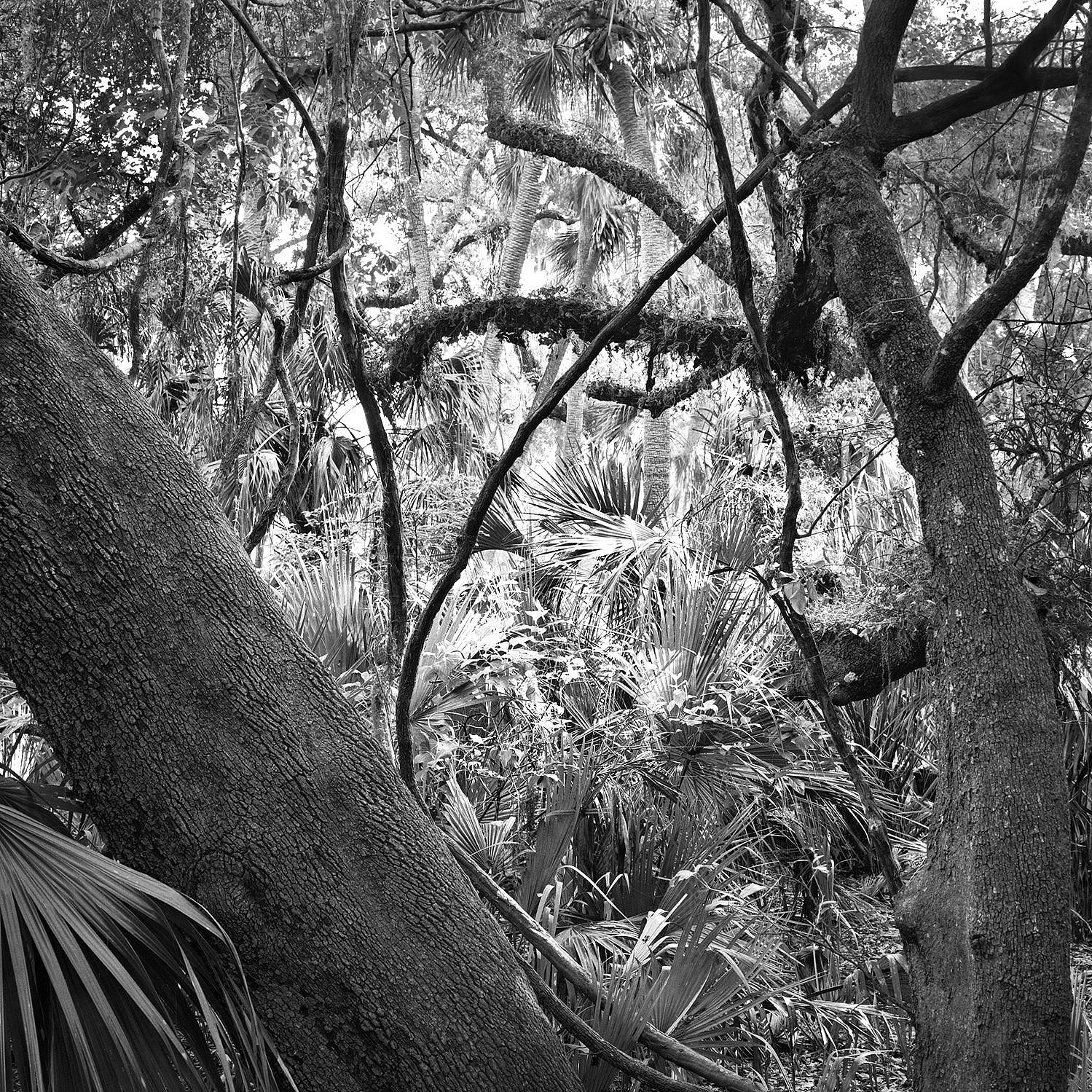 Oaks & Palms, Disney Wilderness Preserve