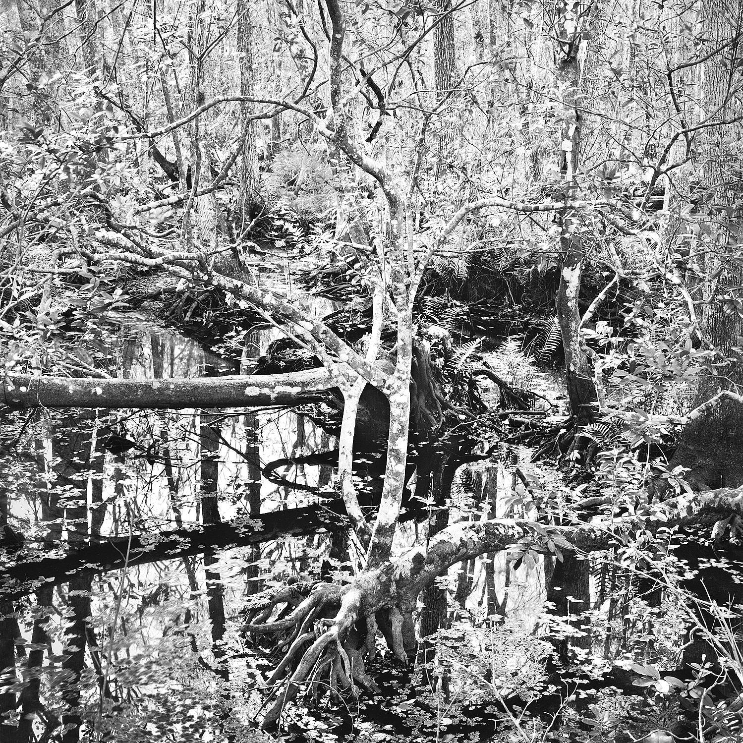 Brooker Creek Slough