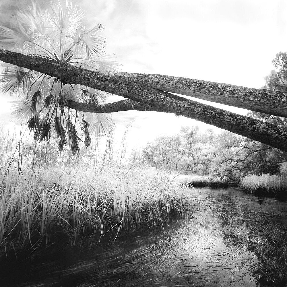 Horizontal Palms & Creek, Chassahowitzka NWR