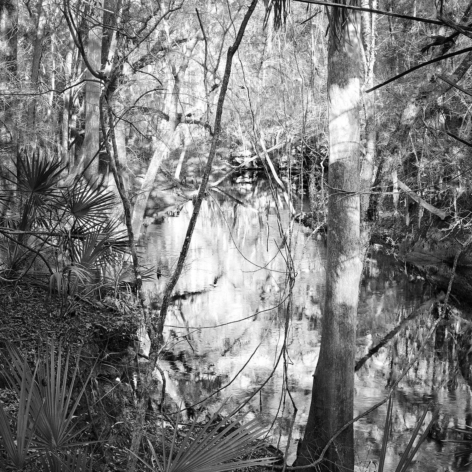 Evening, Aucilla River