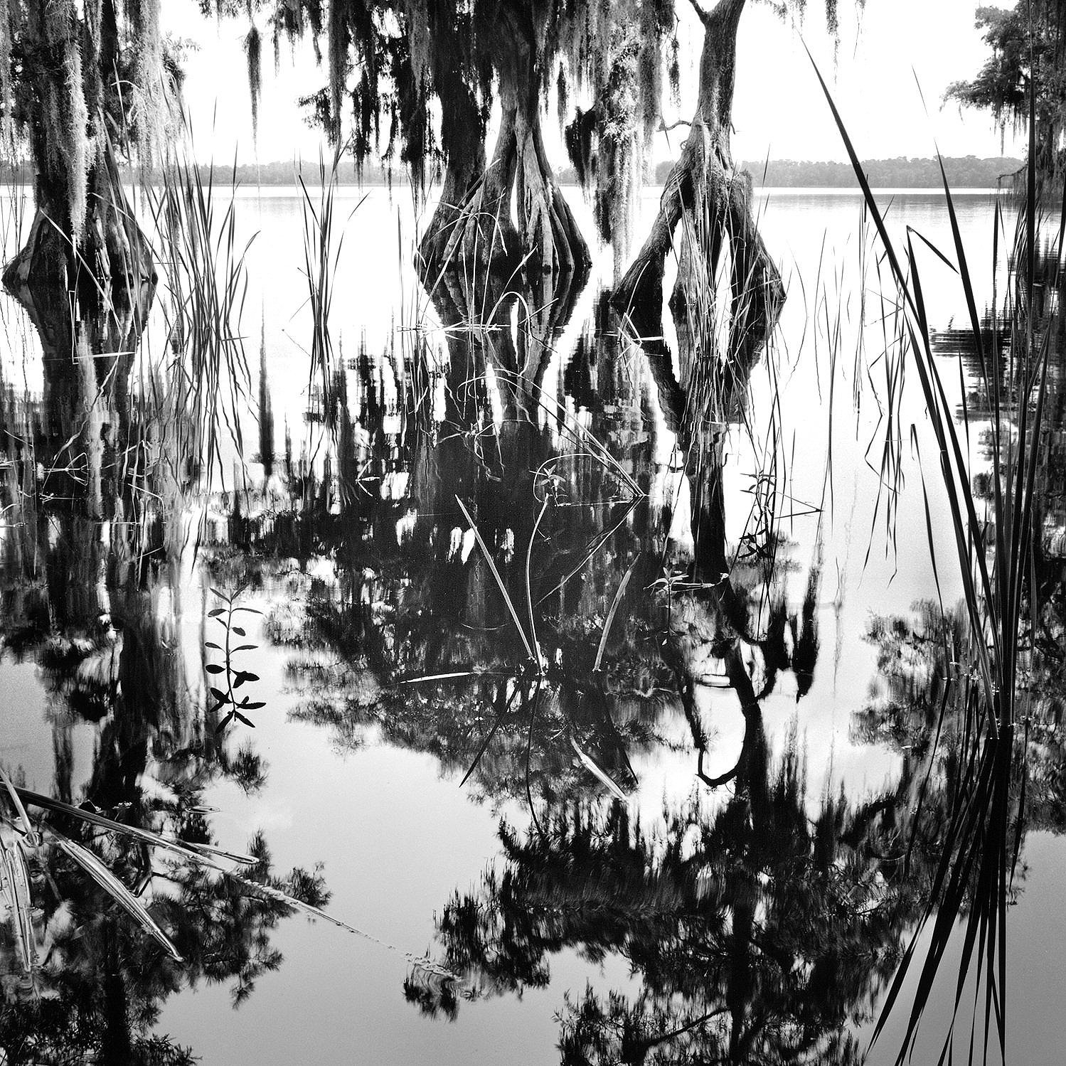 Cypress Trees and Cattails, Disney Wilderness Preserve