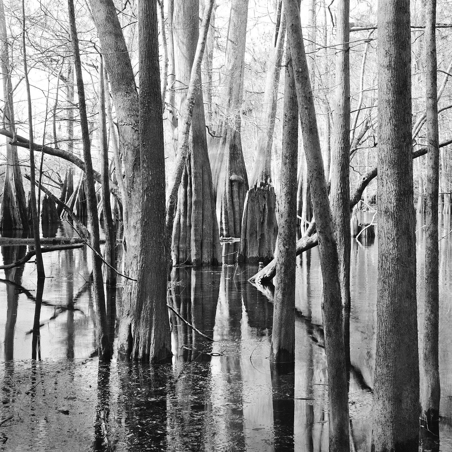 Cypress Trees, Santa Fe River