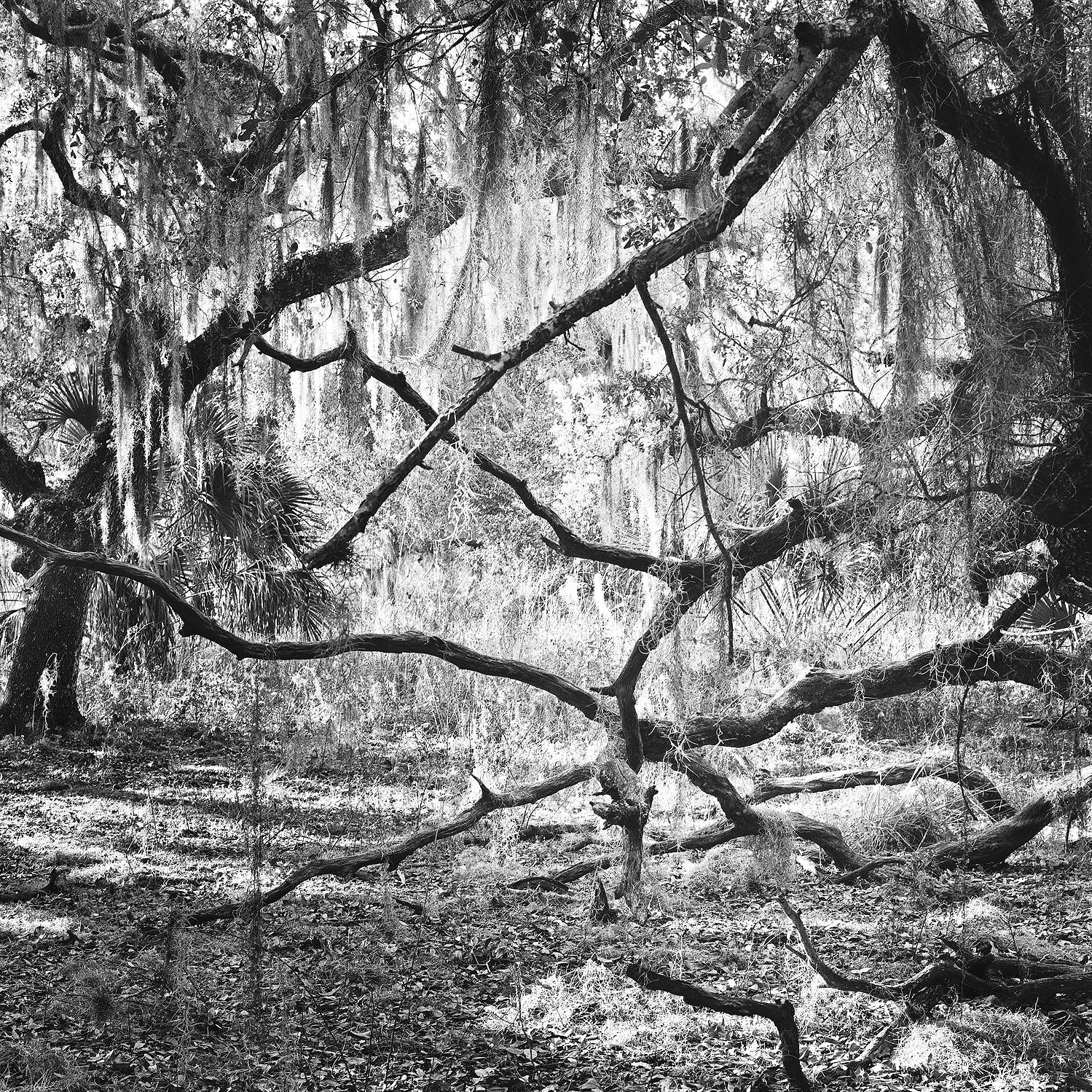 Forest and Spanish Moss, Disney Wilderness Preserve