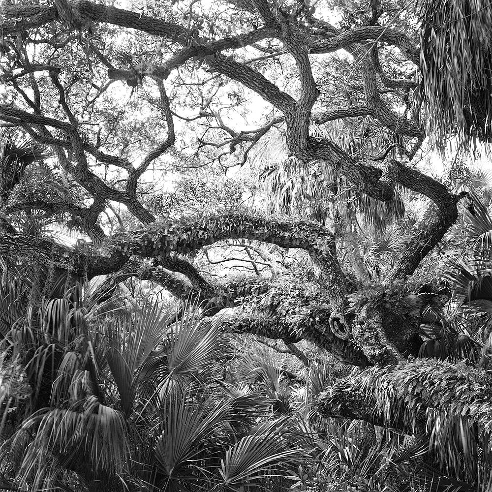 Live Oak, Resurrection Ferns and Palms, Mullet Key