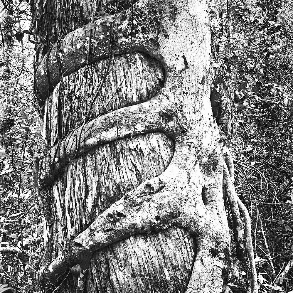 Strangler Fig and Cypress Tree