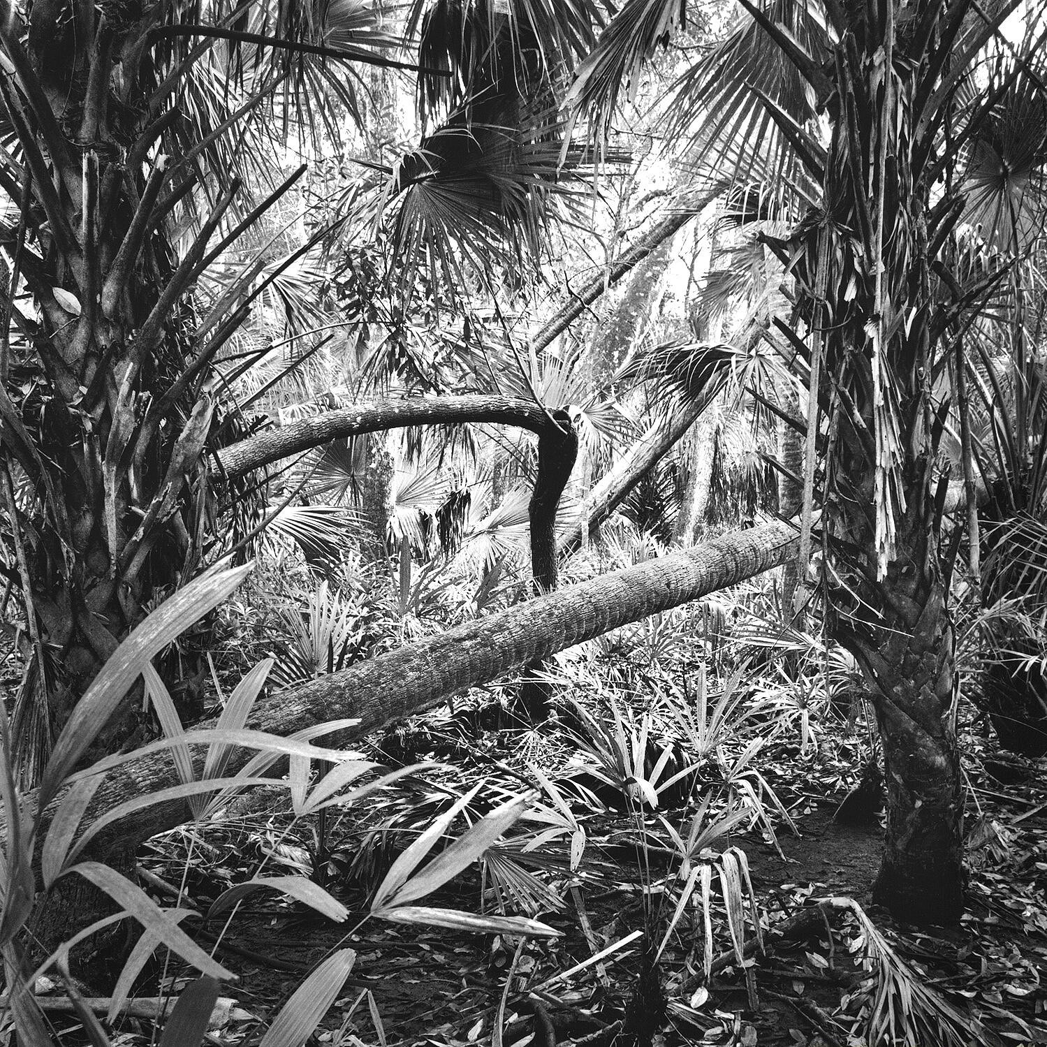 Palms & Fallen Trees, Chassahowitzka NWR