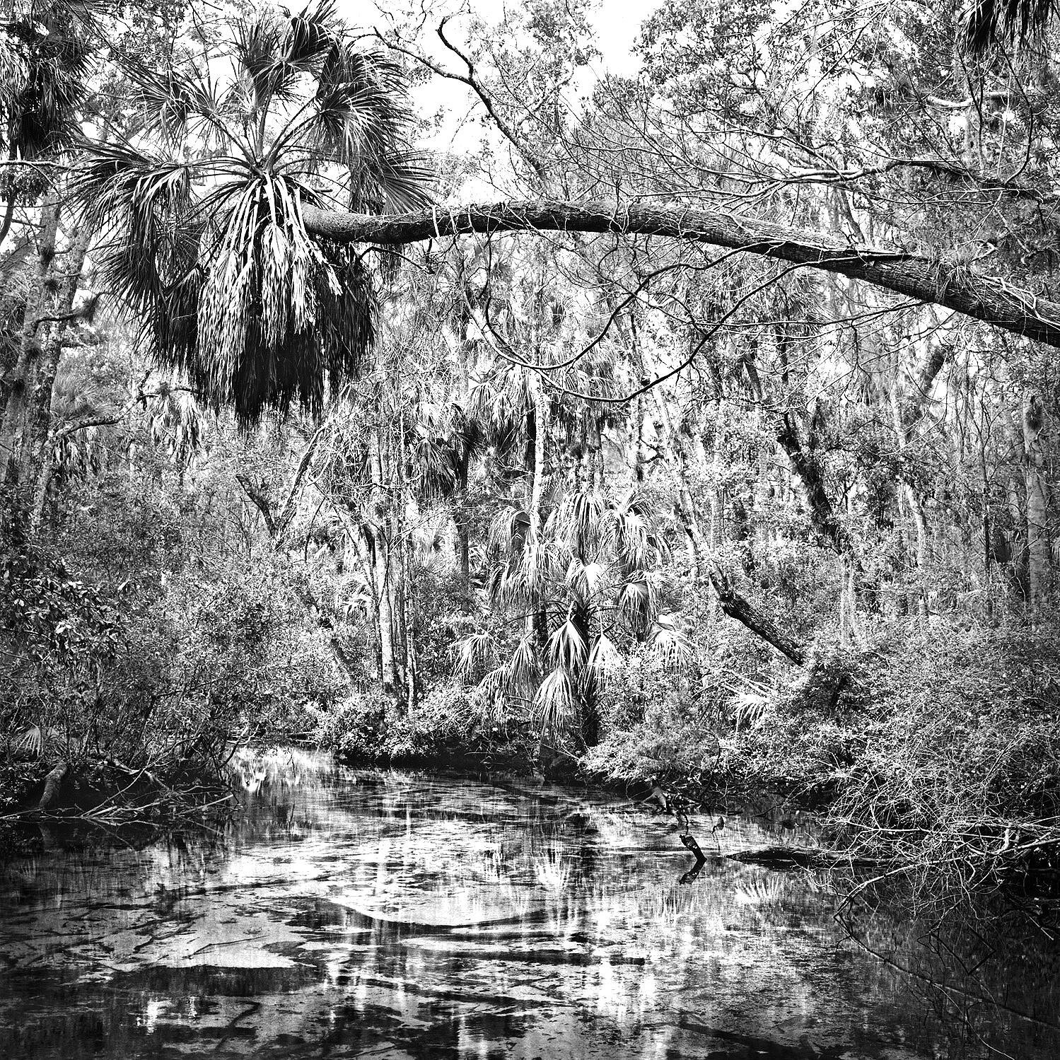 Leaning Palm, Chassahowitzka N.W.R.