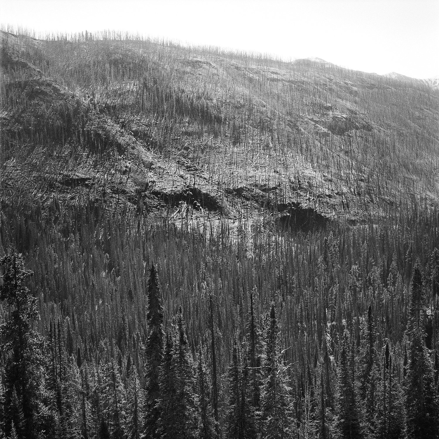 Salmon-Challis National Forest #1