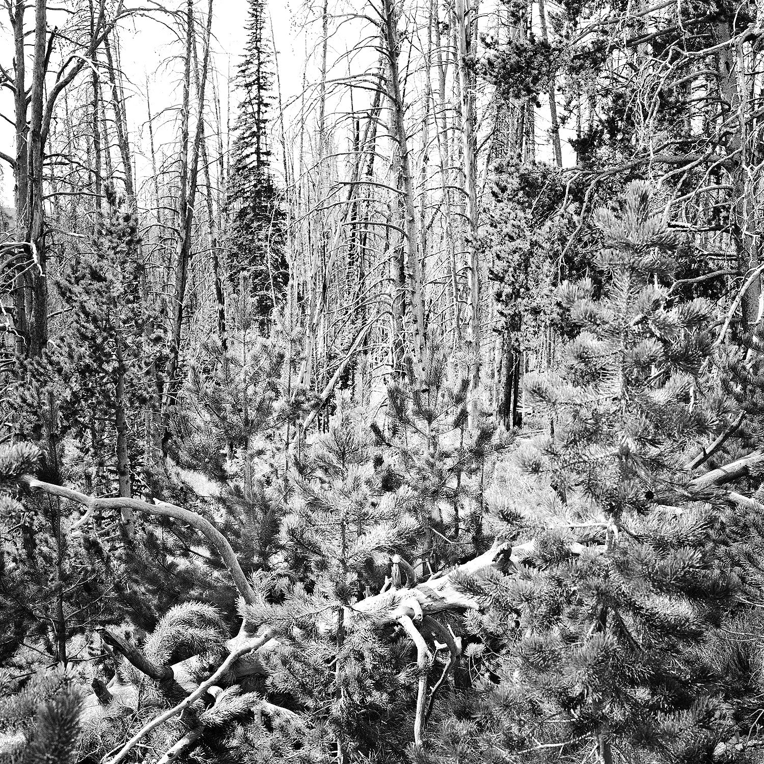 Salmon-Challis National Forest #3