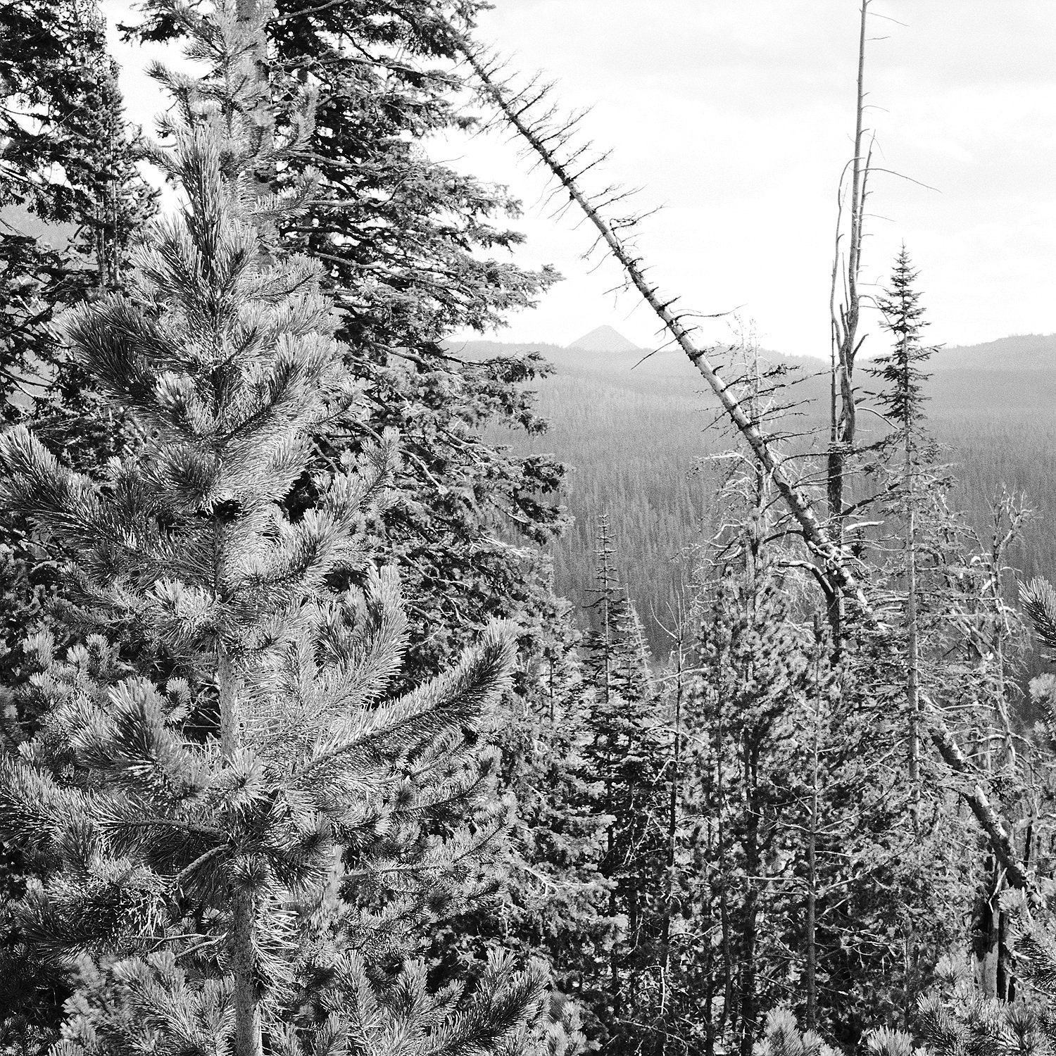 Payette National Forest #9