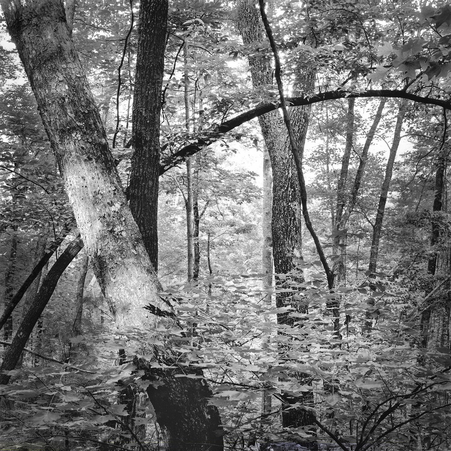 Joyce Kilmer Memorial Forest #12