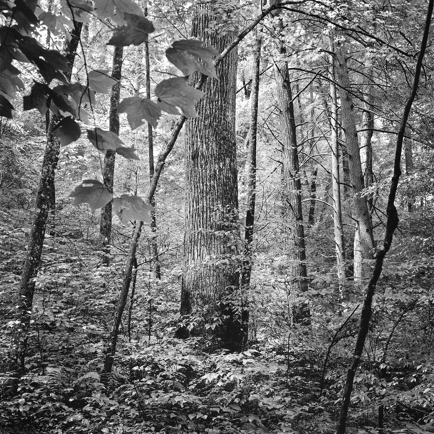 Joyce Kilmer Memorial Forest #2