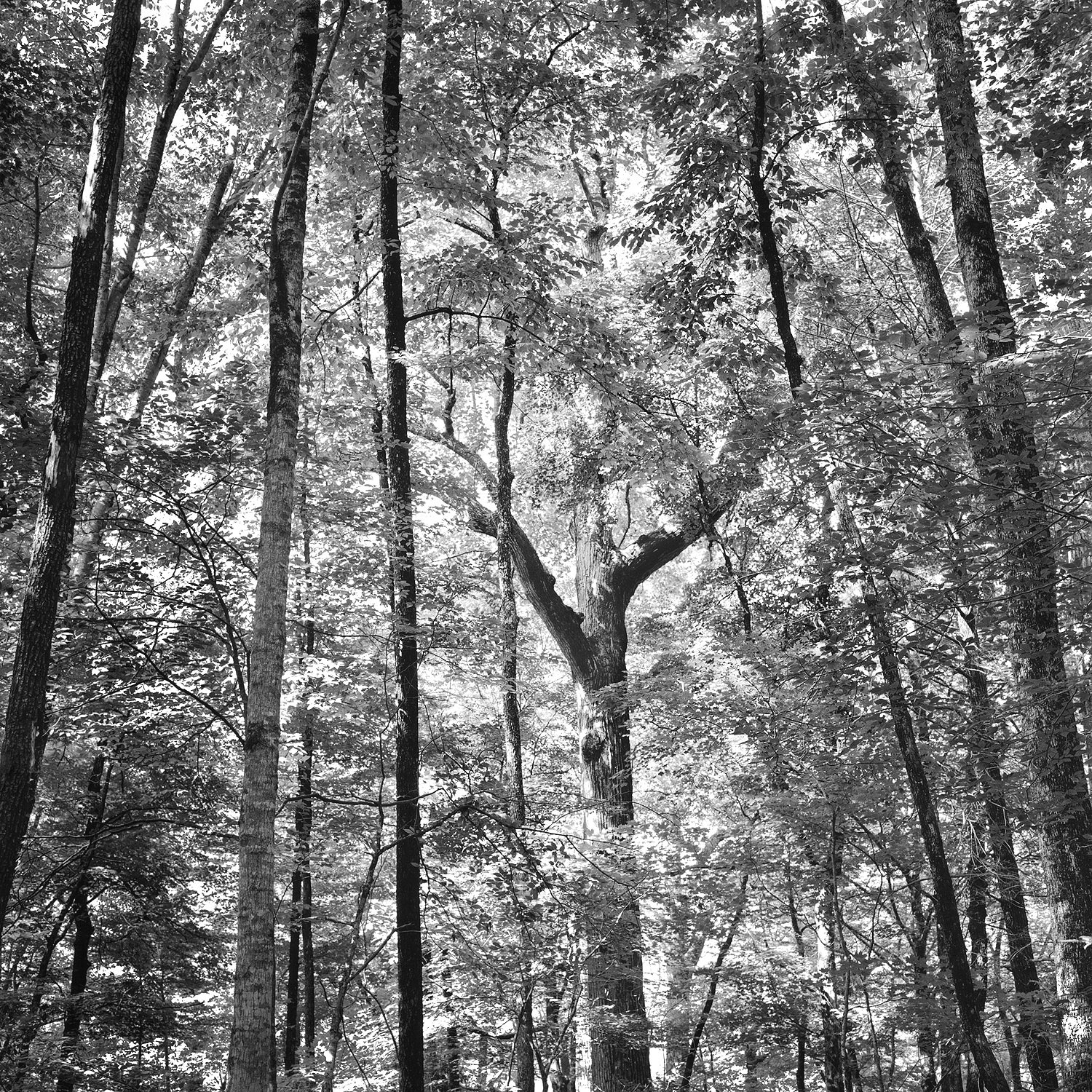 Joyce Kilmer Memorial Forest #4