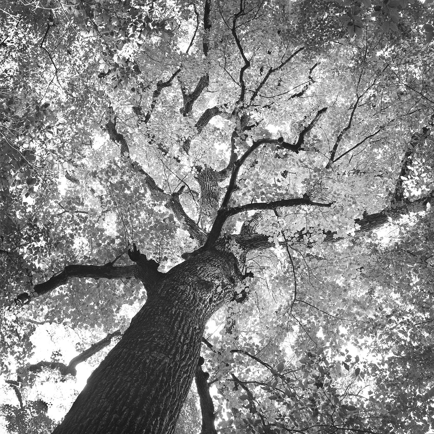 Tulip Poplar Tree #2, Joyce Kilmer Memorial Forest