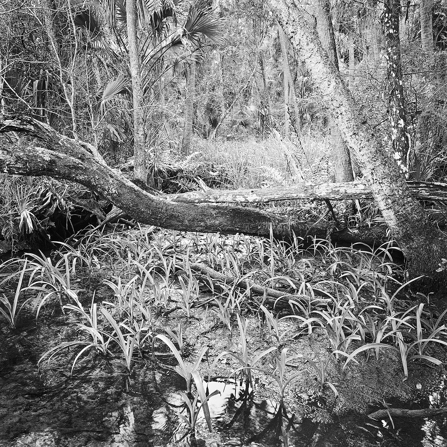 Swamp Lilies & Wetlands Forest, 2008
