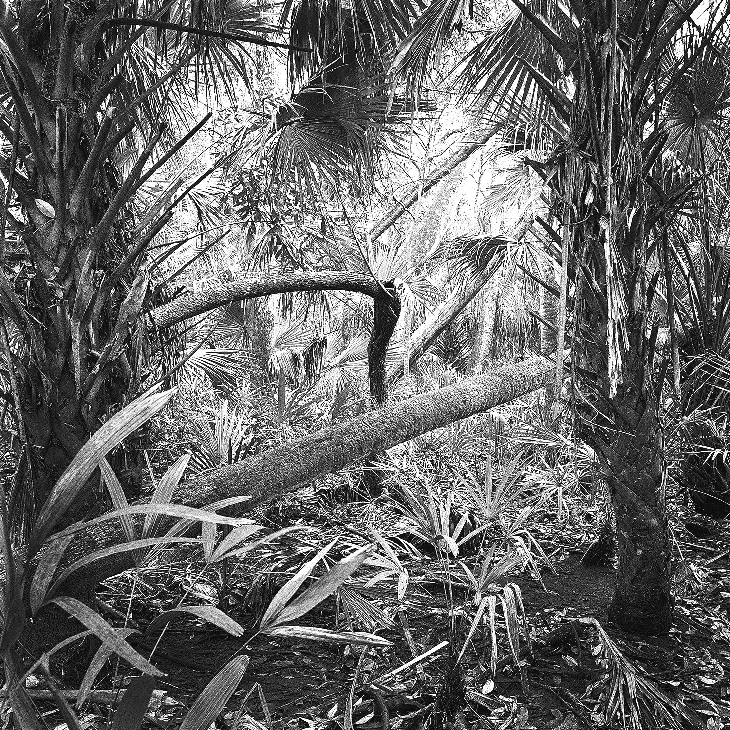 Palms & Fallen Trees, 2009