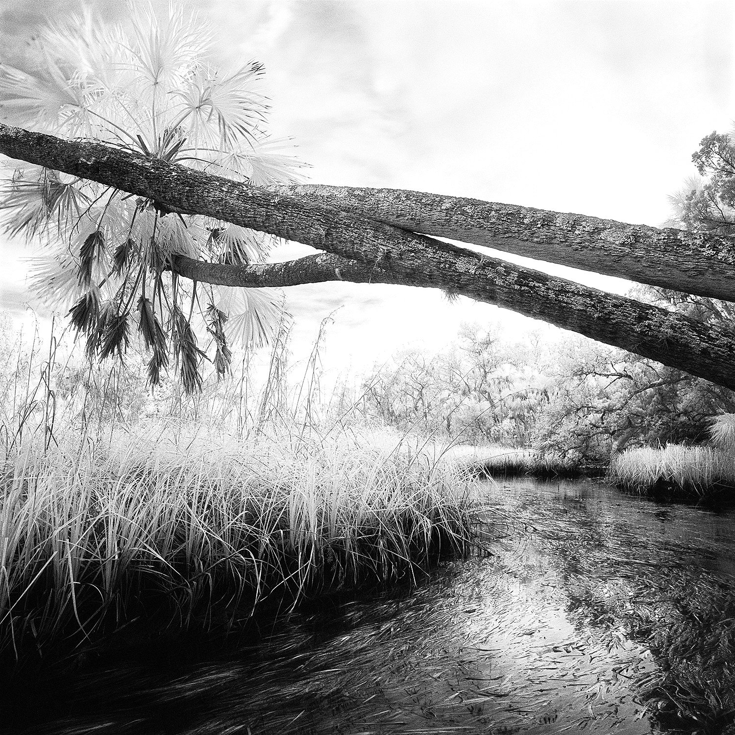 Horizontal Palms & Creek, 2004
