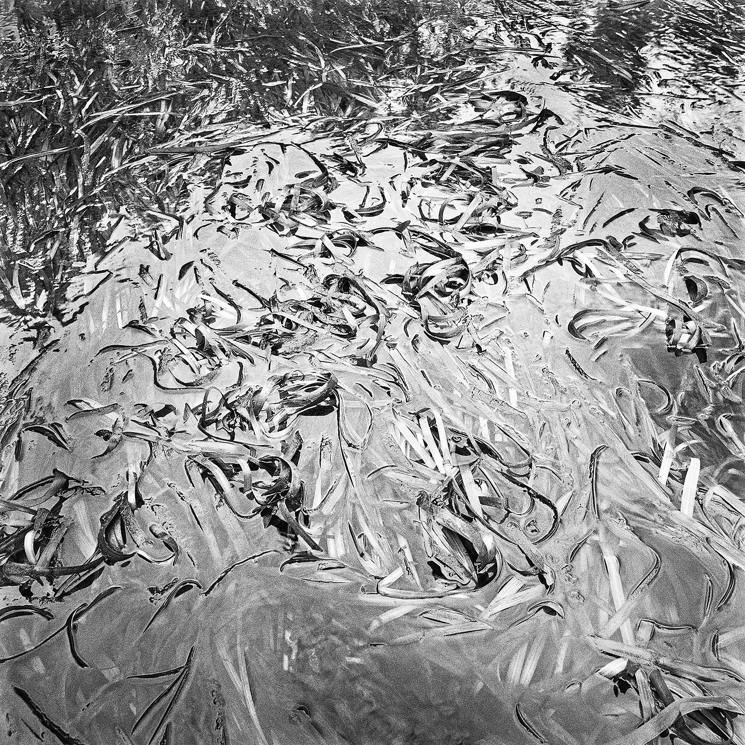 Eel Grass, 2004